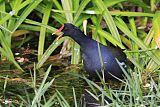 Common Gallinuleborder=